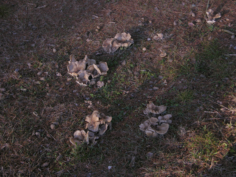 Funghi di gennaio.